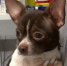 В Казани спасли шестерых собак, которых бросили у ветклиники в переносках - ГТРК Татарстан