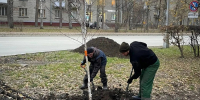 Замена берёз в Верхней зоне Академгородка продолжается - Газета Навигатор