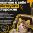 Увидели на улице животное, которое, похоже, потерялось? Не спешите брать его на руки! - Управление ветеринарии