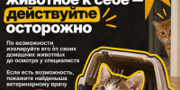 Увидели на улице животное, которое, похоже, потерялось? Не спешите брать его на руки! - Управление ветеринарии