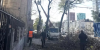 В Ростове на Буденновском вместо аварийных деревьев высадят новые - DonDay.Ru