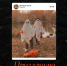 хэллоуинская афиша/макет: два человека в простынях‑призраках, тыквы на переднем плане и оранжевые декоративные элементы на чёрном фоне - 168.Ru