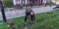 Сосны и сирень. Какие растения высадят на обновлённом бульваре на Карла Маркса в Воронеже - ГТРК Воронеж