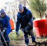 В Орле на Ленина высадили более 20 тысяч луковиц тюльпанов - OrelTimes.Ru