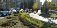 Ко Дню народного единства в Астрахани высадили 75 деревьев и кустарников - Администрация города
