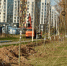 В Обнинске высадили 69 тополей - Калужский перекрёсток