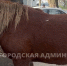 В брянский пункт временного содержания лошадей доставили первую кобылу - Газета Брянские новости