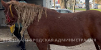 В брянский пункт временного содержания лошадей доставили первую кобылу - Газета Брянские новости