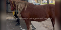 В Брянске беспризорную кобылу отправили в «Ноев ковчег» - БрянскToday.Ru