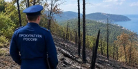 Сетевую компанию обязали выплатить более 5 млн рублей за лесной пожар под Геленджиком - Газета Краснодарские известия