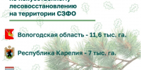 Ленобласть вошла в тройку лидеров СЗФО по искусственному лесовосстановлению - 47Channel.Ru