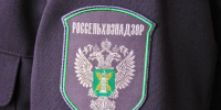 В Подмосковье уничтожили партию кенийских роз из-за цветочного трипса - Вести Подмосковья