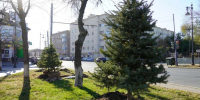 В Оренбурге в сквере у памятника Александру Безаку высадили 10 голубых елей - ProOren.Ru