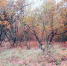 лесосень.jpg - Панорама