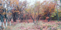 лесосень.jpg - Панорама