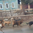 собак - Novosti-Saratova.Ru