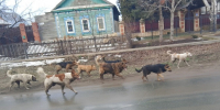 собак - Novosti-Saratova.Ru