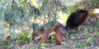 Сезон охоты на белок, куниц и рысей стартует в Нижегородской области - НИА Нижний Новгород
