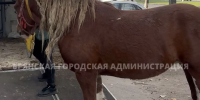 В Брянске первая беспризорная лошадь отправилась на «штрафстоянку» - Сетевое издание Новости Брянска