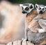 Фото: Ondrej_Novotny_92/Shutterstock/Fotodom - Красный Север