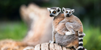 Фото: Ondrej_Novotny_92/Shutterstock/Fotodom - Красный Север