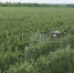 На Ставрополье разрабатывают ИИ-решения для агродронов, теплиц и прогноза урожая - ATVmedia.Ru