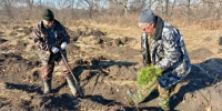 Десять тысяч сосен посадили в уфимской Деме - Сетевое издание Ufaved.Info