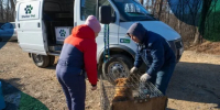 В Приморье увеличат расходы на отлов собак - GlobalVlad.Ru