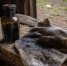Кладу 2 пропитанные тряпочки у входа в сарай — и крысы забывают дорогу к запасам - Pg12.Ru