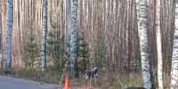 При ДТП в Заволжском районе погиб мопедист - ГТРК